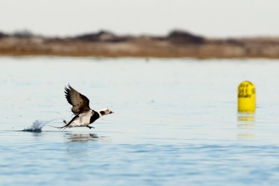 Long-Tailed Duck male taking off 2