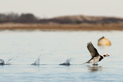 Long-Tailed Duck male taking off
