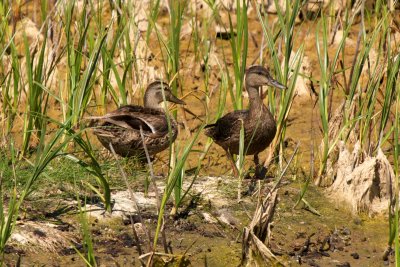 American Black Ducks