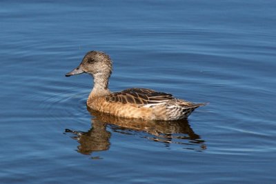 American Wigeon