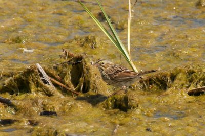 Savannah Sparrow