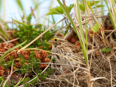 Savannah Sparrow