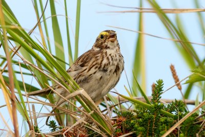 Savannah Sparrow