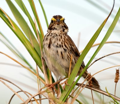 Savannah Sparrow