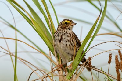 Savannah Sparrow