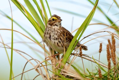 Savannah Sparrow