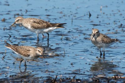 White-Rumped Sandpipers