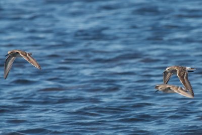 White-Rumped Sandpipers in flight
