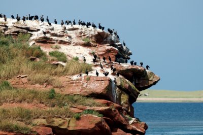 des Cormorans (cormorants)