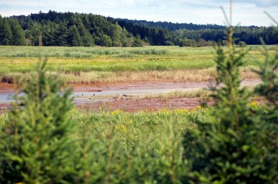 PEI scene