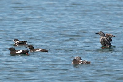 Black Guillemots changing to winter plumage