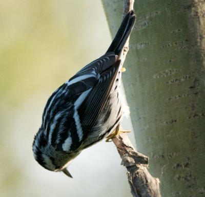 Black-and-White Warbler female