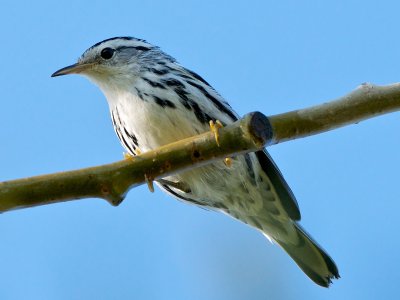 Black-and-White warbler female