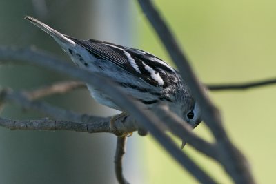 Black-and-White warbler female
