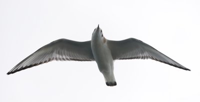 Bonaparte's Gull juvenile overhead