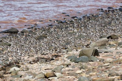 Semipalmated Sandpiper migrating flock