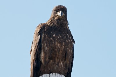 juvenile Bald Eagle front view