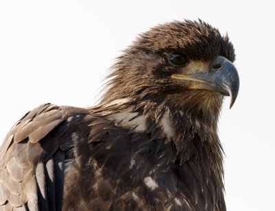 juvenile Bald Eagle close-up