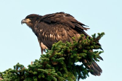 juvenile Bald Eagle on spruce