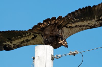 juvenile Bald Eagle taking flight