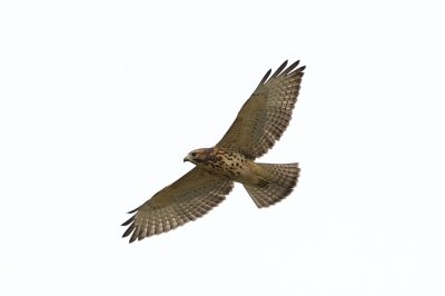 Broad-Winged Hawk juvenile