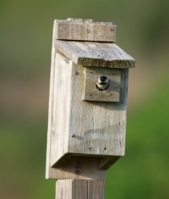 Black-Capped Chickadee nesting