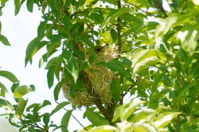 Orchard Oriole female in nest