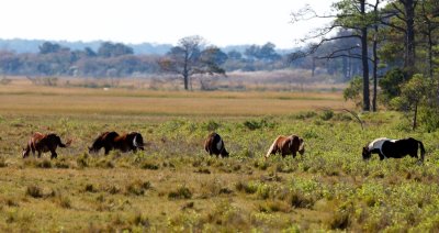 Chincoteague Ponies in the distance