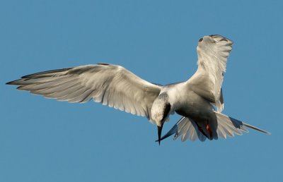 Forster's Tern hovering