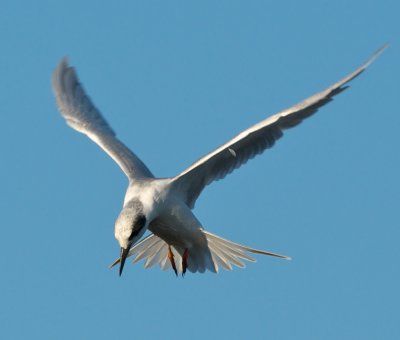 Forster's Tern hovering