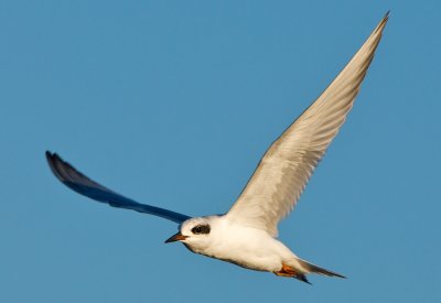 Forster's tern in flight