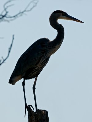 Great Blue Heron