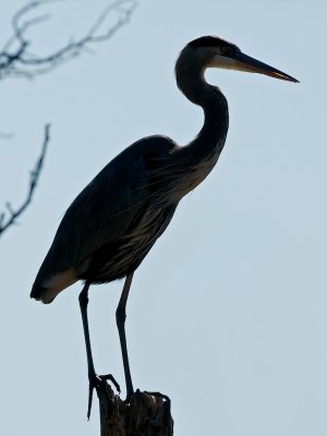 Great Blue Heron