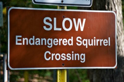 Endangered Squirrels!