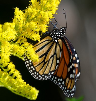 Monarch on goldenrod