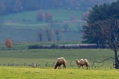 Bactrian camels