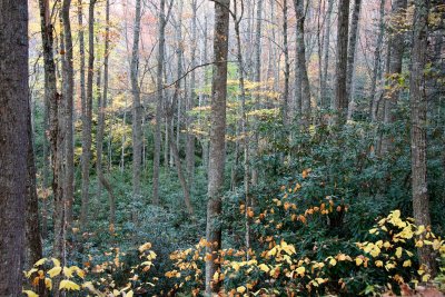 Rhododendron understory.jpg
