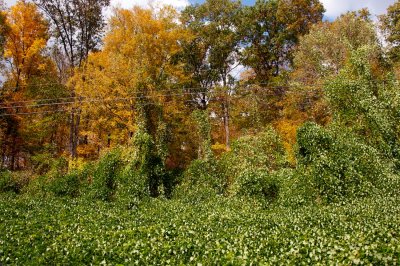 kudzu!