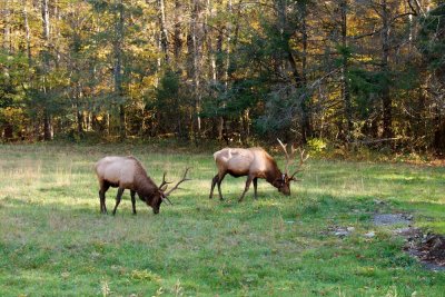 Old and younger elk at Cataloochee