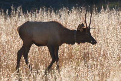 young elk male at Cataloochee Meadow