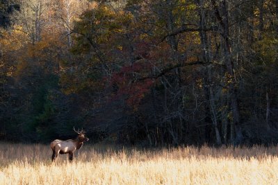 Elk male Cataloochee Meadow