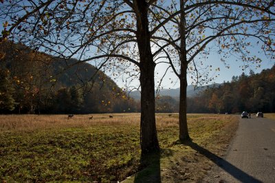 Cataloochee Meadow