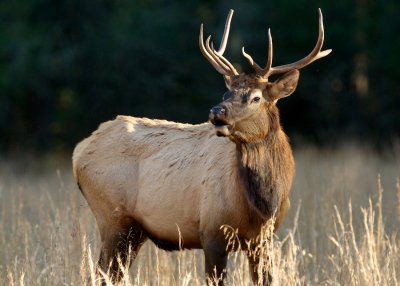 Young elk male at Cataloochee Meadow