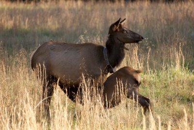 Elk nursing