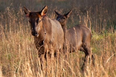 Elk cow & calf