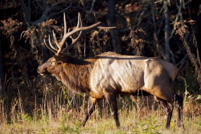 Large bull elk at Cataloochee Meadow