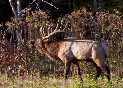 Large elk bull bugling