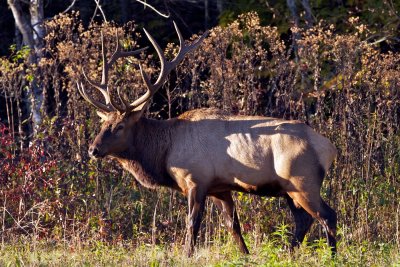 Large bull elk