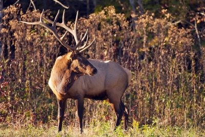 Elk looking back for his harem