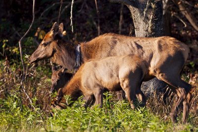Elk cow and calves